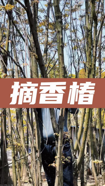 香椿雞蛋有，就缺二兩酒！