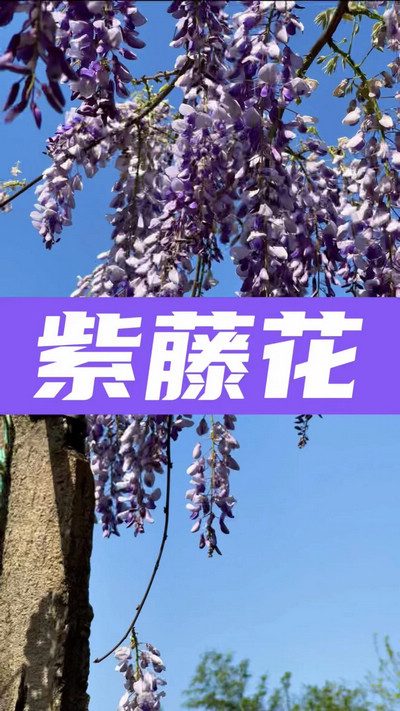 春有約，花不誤，陌上紫藤香如故。